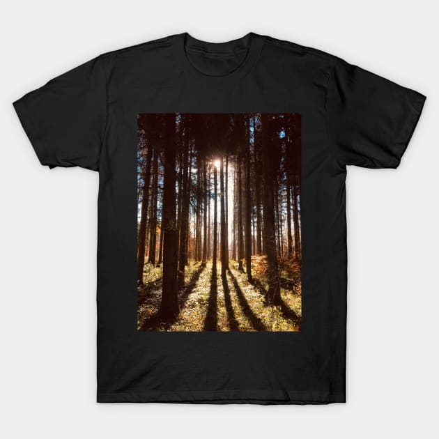 Sunlight filtering through trees T-Shirt by Dturner29